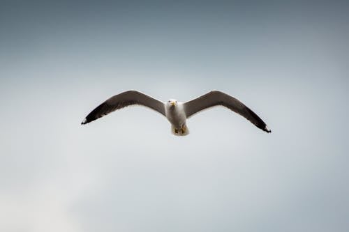 Low Angle Photography of Seagull Flying