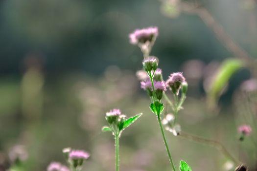 Macro shot of pink wildflowers with a beautiful bokeh background, highlighting the delicate nature of flora.