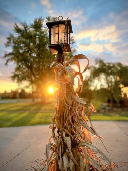 Free stock photo of beautiful sunset, bright colors, corn