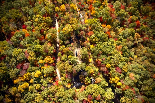 Free stock photo of autumn, autumn colors, autumn forest