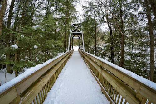 Free stock photo of bridge, bridge railing, forest park