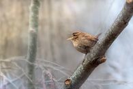 Close-Up Shot of a Eurasian Wren Perched on a Tree Branch
