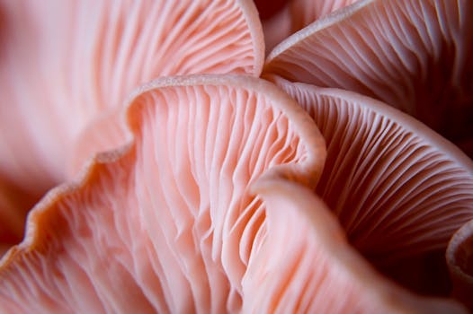 Close-up of soft pink mushroom gills displaying intricate, delicate textures.
