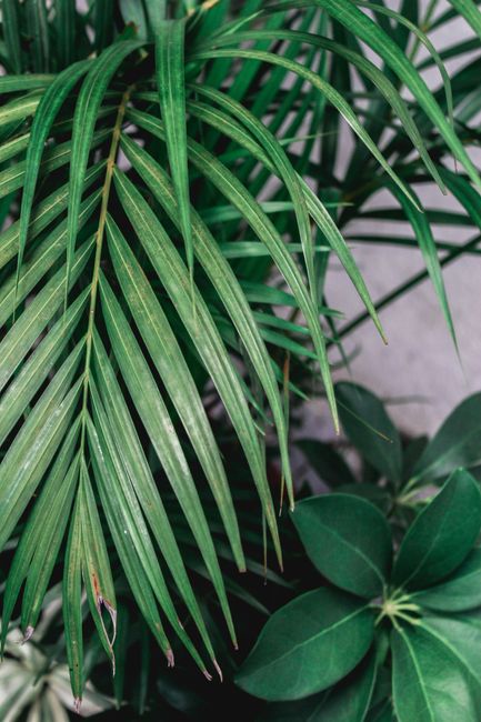 Green tropical plants with pure lush leaves on curved stalks growing in garden in daytime