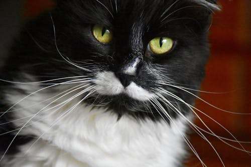 Close-up Shot of a Cat's Face
