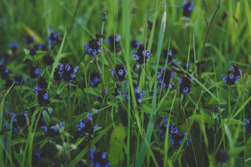 Gratis lagerfoto af bane, blå, blå blomster