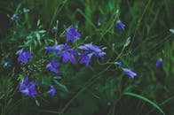 在宁静的户外环境中，充满活力的蓝色风铃草在郁郁葱葱的绿叶间绽放