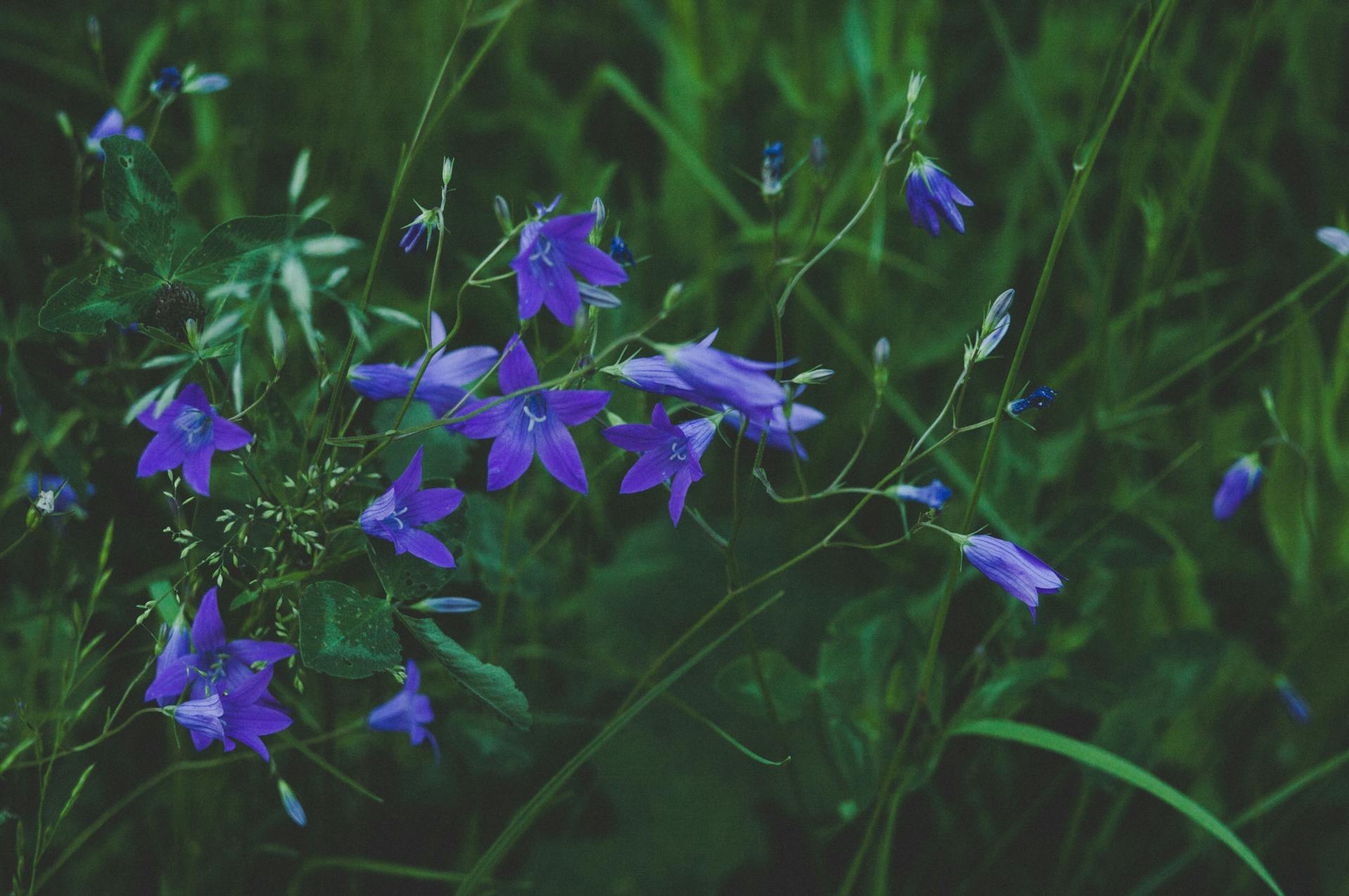 A close-up view of vibrant blue bellflowers blooming amidst lush green foliage in a serene outdoor setting.