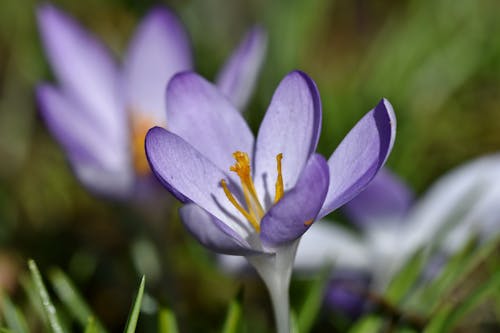 Purple Crocus in Bloom