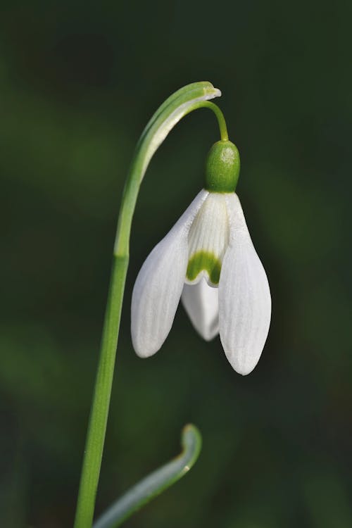 Close-Up Shot of a Snowdrop in Bloom