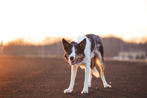 Free A playful merle border collie dog stands confidently outdoors during sunset. Stock Photo