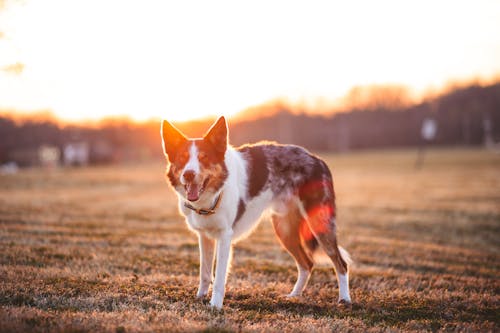 Free A Merle Dog Standing on a Grassy Field Stock Photo