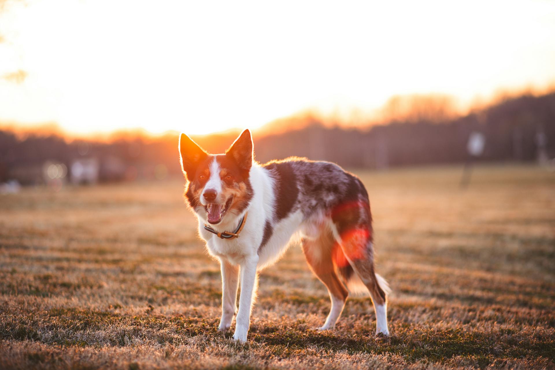 En merlehund på ett gräsfält