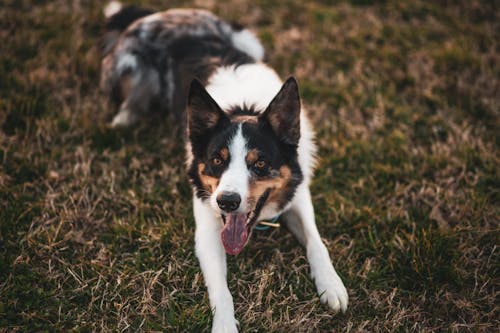 Gratis lagerfoto af bane, behåret, border collie