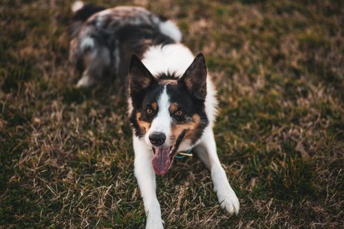 Free Merle Border Collie lying down in a grassy field, showcasing its playful and adorable nature. Stock Photo