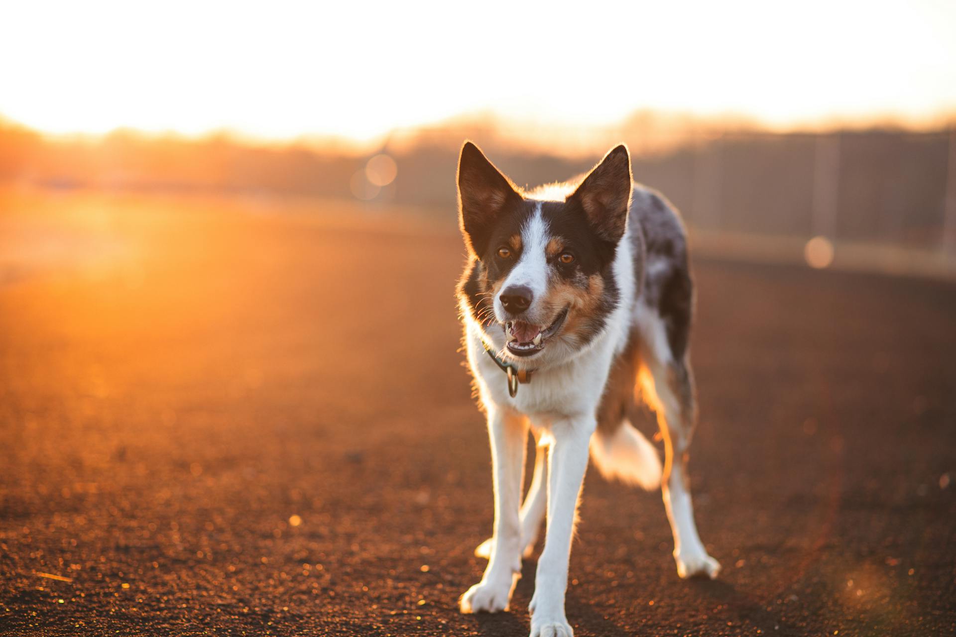 A Merle Dog Standing on the Road