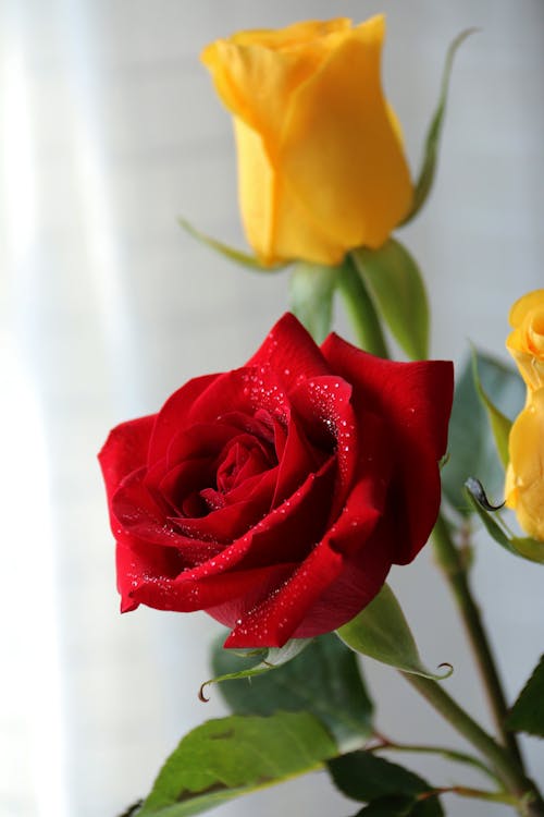 Close-Up Shot of Roses