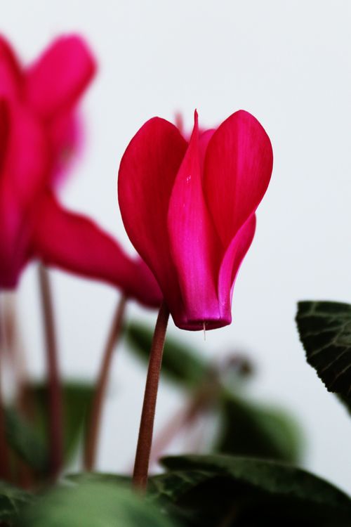 Free Close-up of a vibrant red Cyclamen persicum flower in bloom, showcasing delicate petals. Stock Photo
