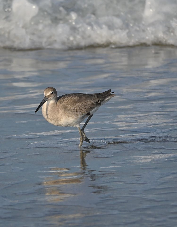 A Willet Walking