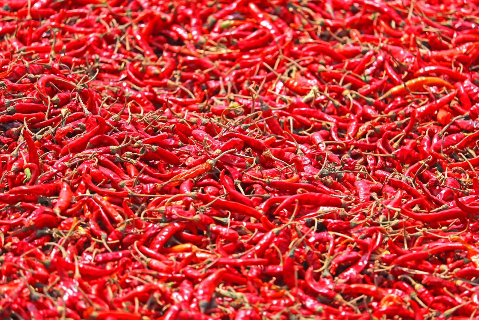 A better route from fresh chilli to a premium dried product