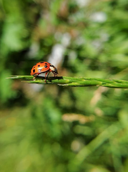 Close-Up Shot of a Ladybug on the Grass