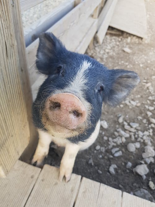 domuz içeren Ücretsiz stok fotoğraf