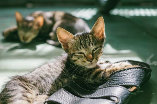 Free Two adorable kittens enjoy a sunny nap indoors, resting on a sandal. Stock Photo