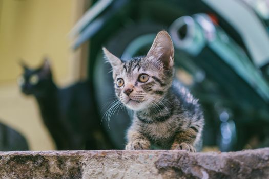 一只好奇的虎斑猫在户外特写镜头中，专注地盯着它的同伴