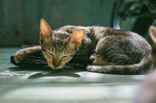 Bezpłatne Brązowy Pręgowany Kot śpi Zdjęcie z galerii