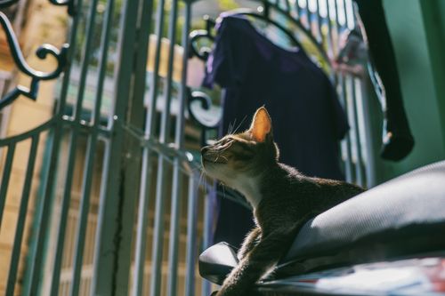 Free Close-up of a young tabby cat sunbathing on a chair near a gate with sunlight streaming in. Stock Photo