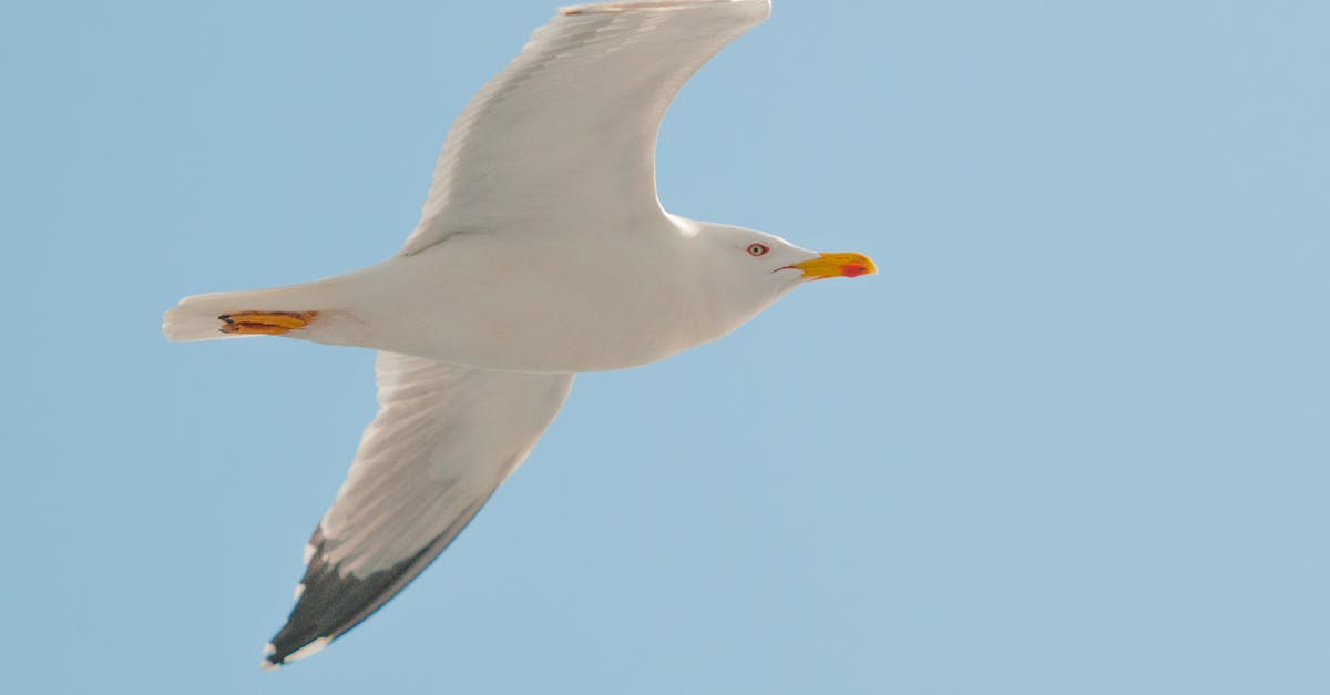 White Seagull Flying Under Clear Blue Sky