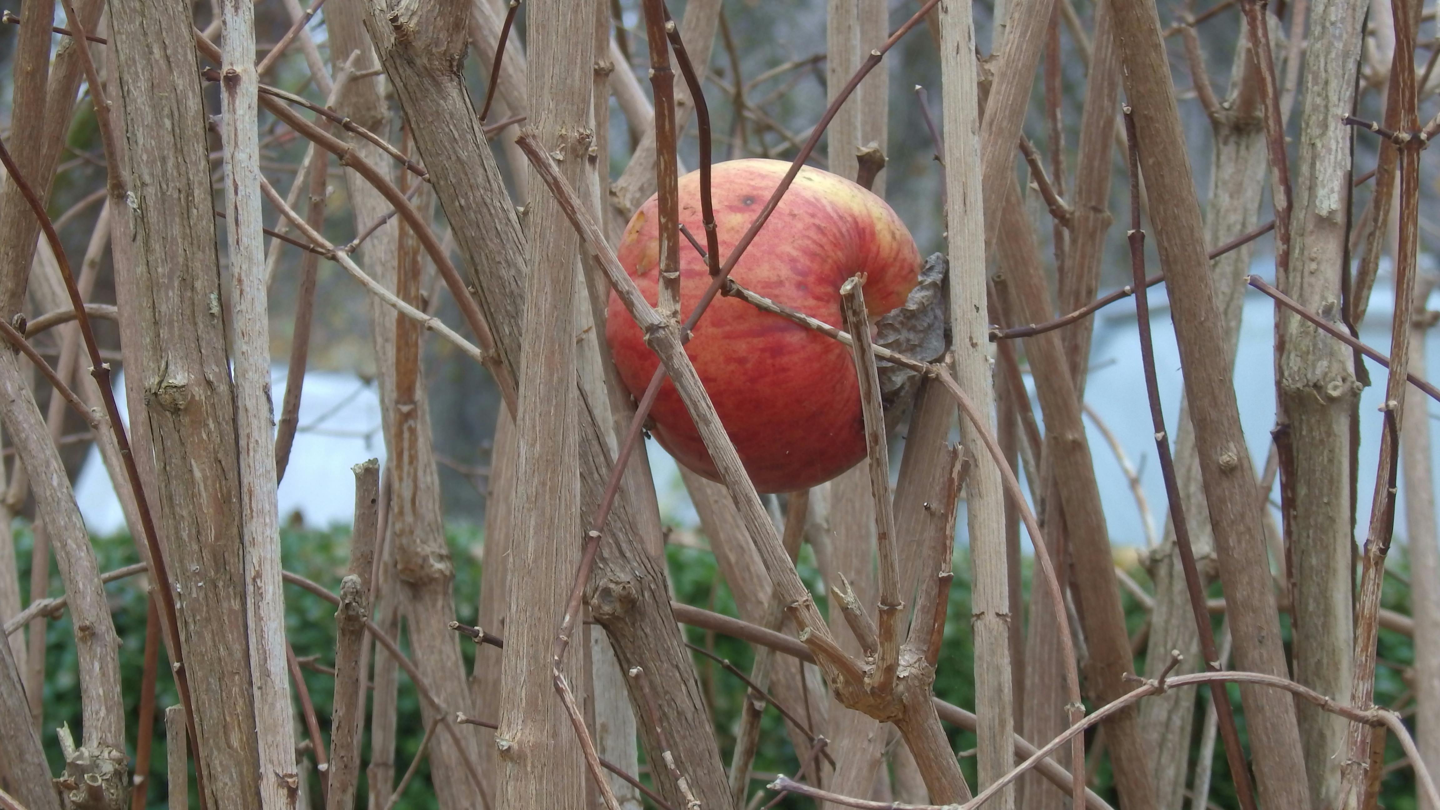 Free stock photo of apple fruit, attach, botany