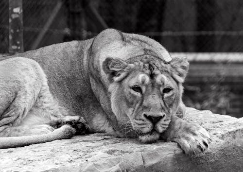 A Grayscale Photo of a Lion Lying on the Ground