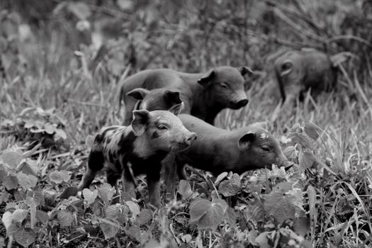 Black and white photo of piglets exploring nature, capturing wildlife essence.