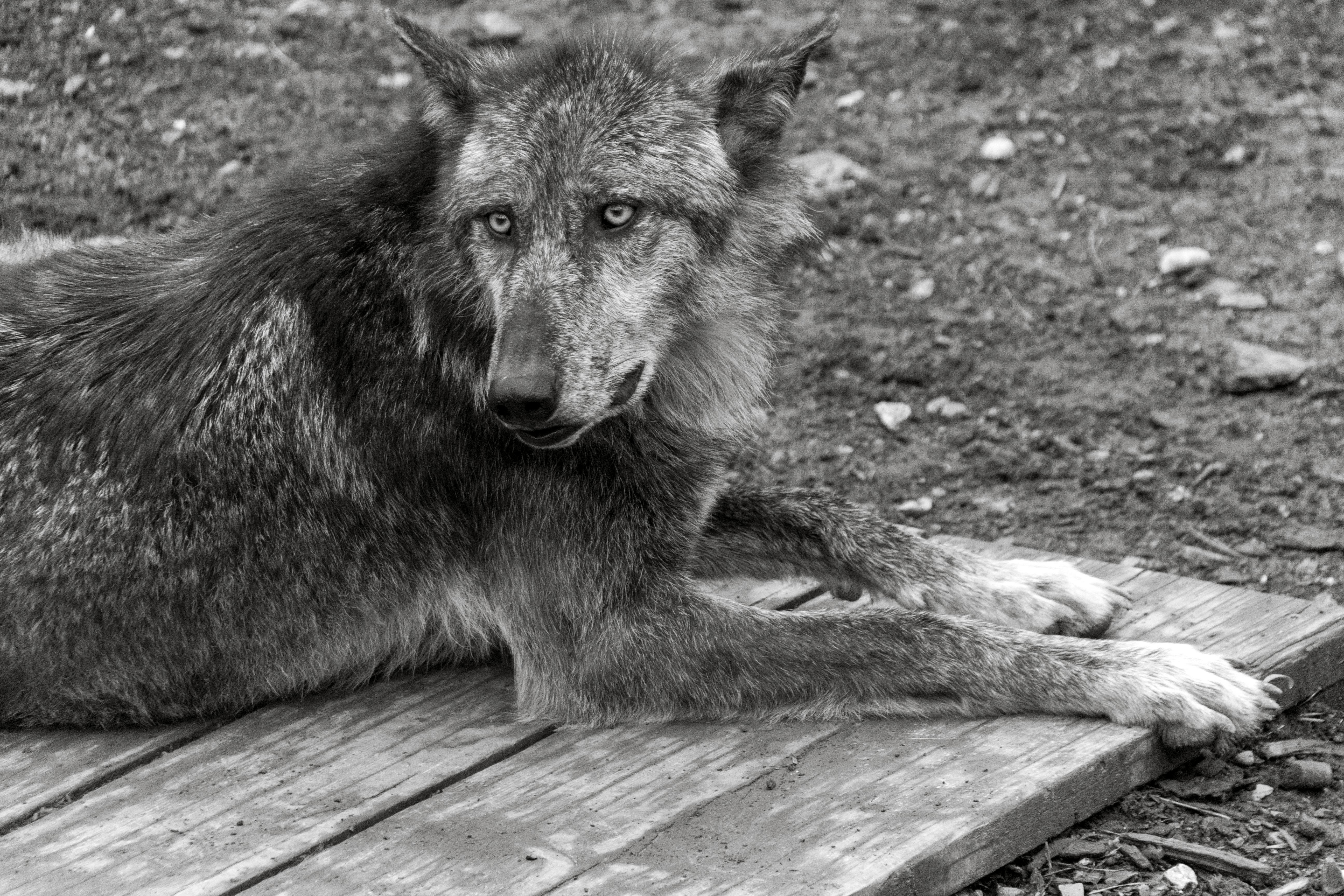 grayscale photo of a wolf