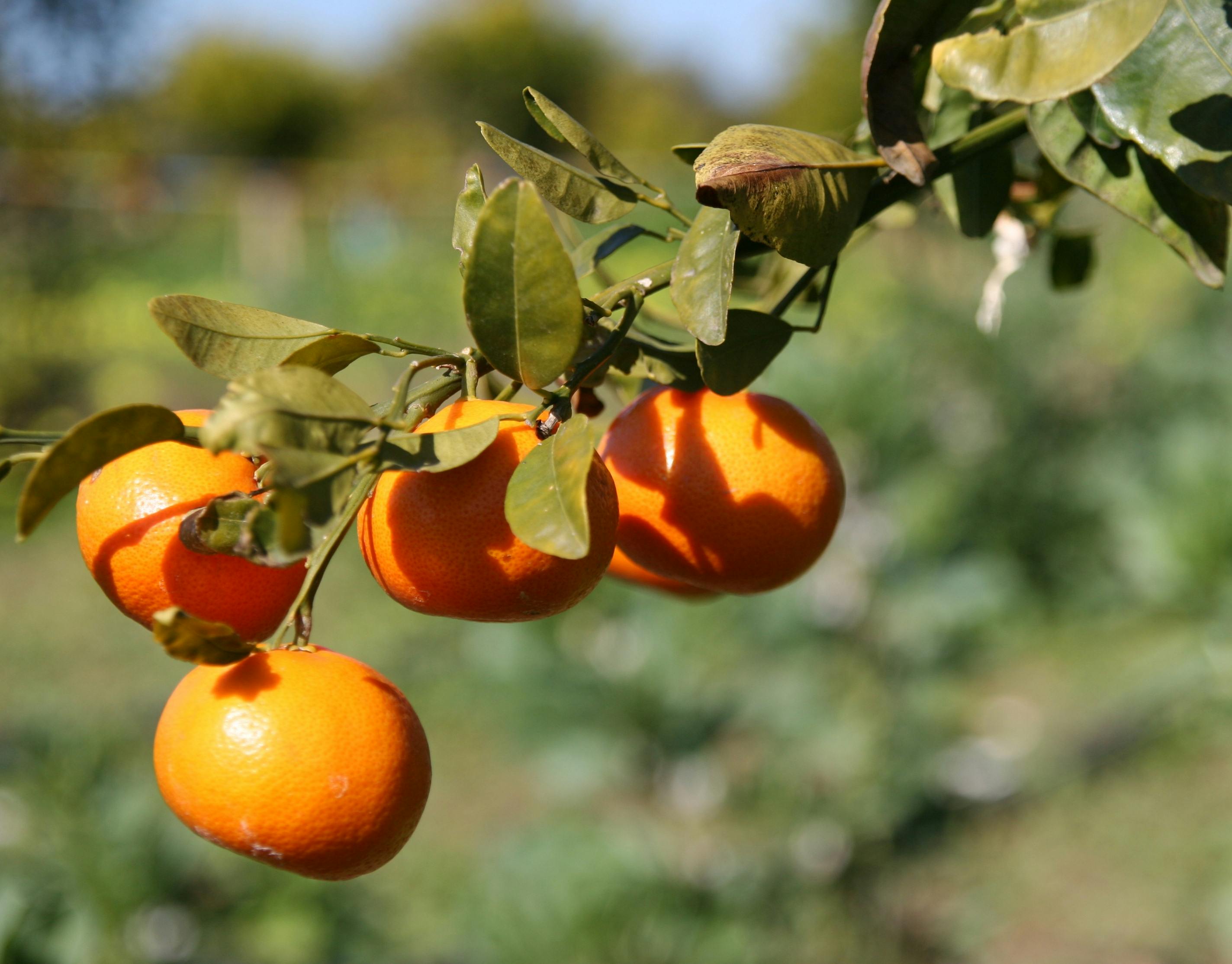 Free stock photo of seville oranges