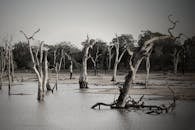 宁静的森林中，洪水泛滥，光秃秃的树木令人毛骨悚然，构成了一幅神秘的景观