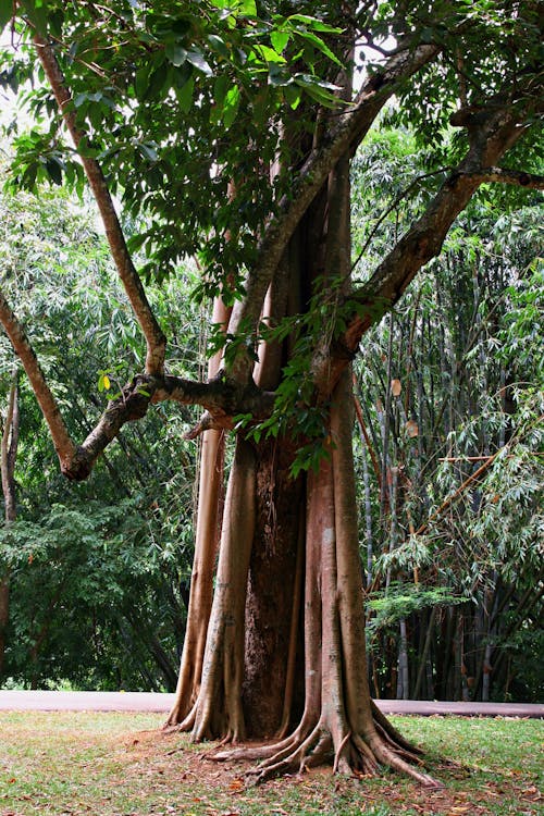 Grüner Baum