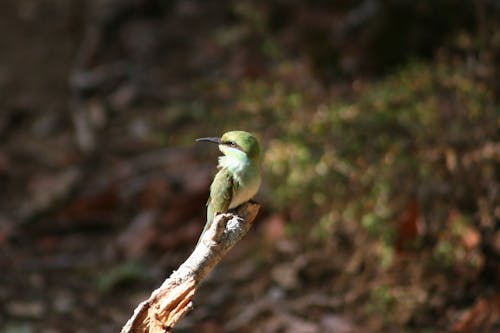 Pássaro De Bico Longo Verde No Galho De árvore De Madeira Marrom