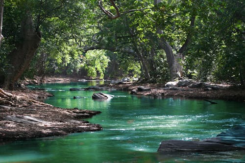 Free Body of Water Between Green Leaf Trees Stock Photo