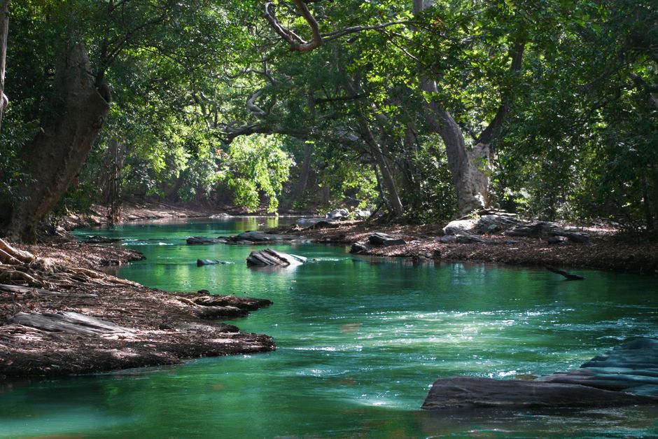 Tranquil forest stream in dense greenery — ayahuasca is a DMT-containing brew prepared from plants native to the Amazon basin and used ceremonially for centuries