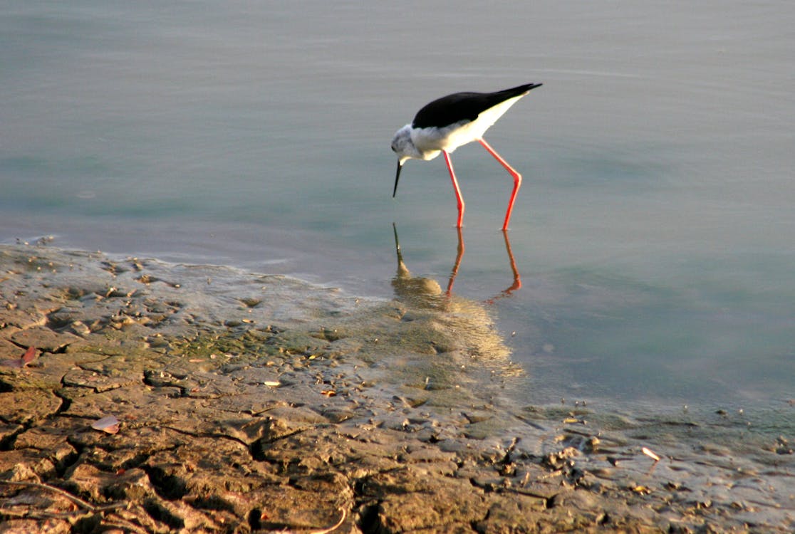 水上摄影上的白色和黑色长喙长腿鸟