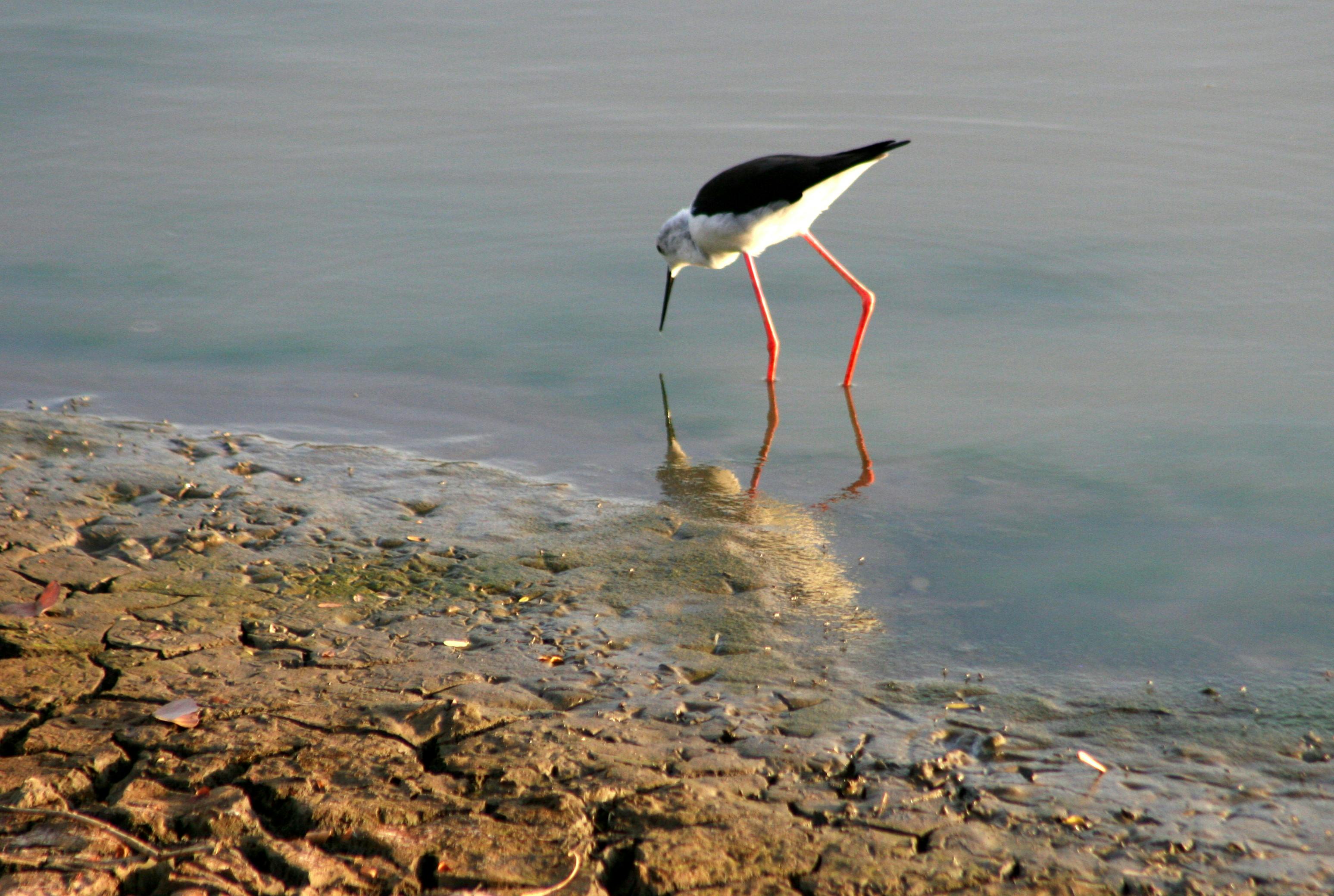 no usado Vamos Nota Pájaro Blanco Y Negro De Pico Largo Y Patas Largas En Fotografía De Cuerpo  De Agua · Foto de stock gratuita