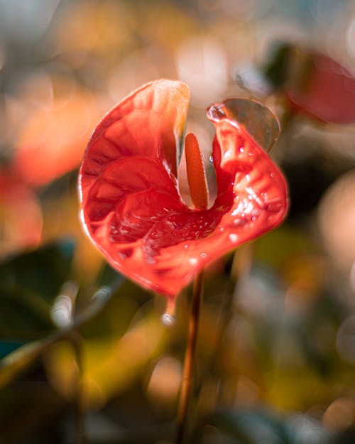 Foto d'estoc gratuïta de anturium, flor vermella, florint