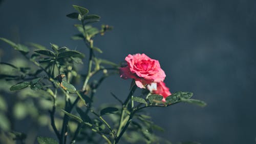 Shallow Focus Photo of Blooming Pink Rose