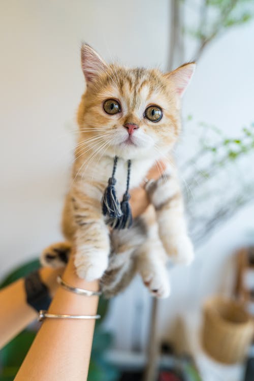 Free Orange Tabby Cat on Persons Hand Stock Photo