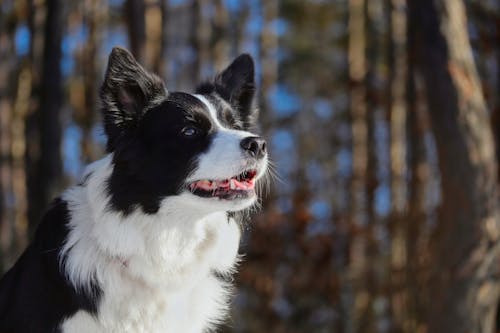 Free Black and White Border Collie in Close Up Photography Stock Photo