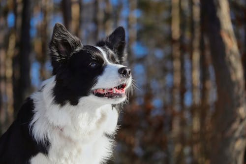 Imagine de stoc gratuită din a închide, adorabil, animal de casă