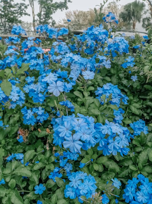 Close-Up Shot of Blue Flowers in Bloom