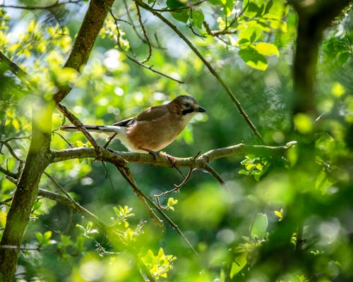 Free Close-Up Shot of a Eurasian Jay Perched on a Tree Branch Stock Photo